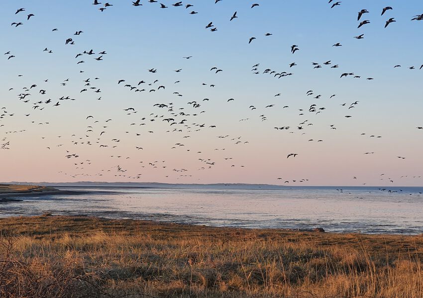 Lille Hues Suite 9 "ELLA"